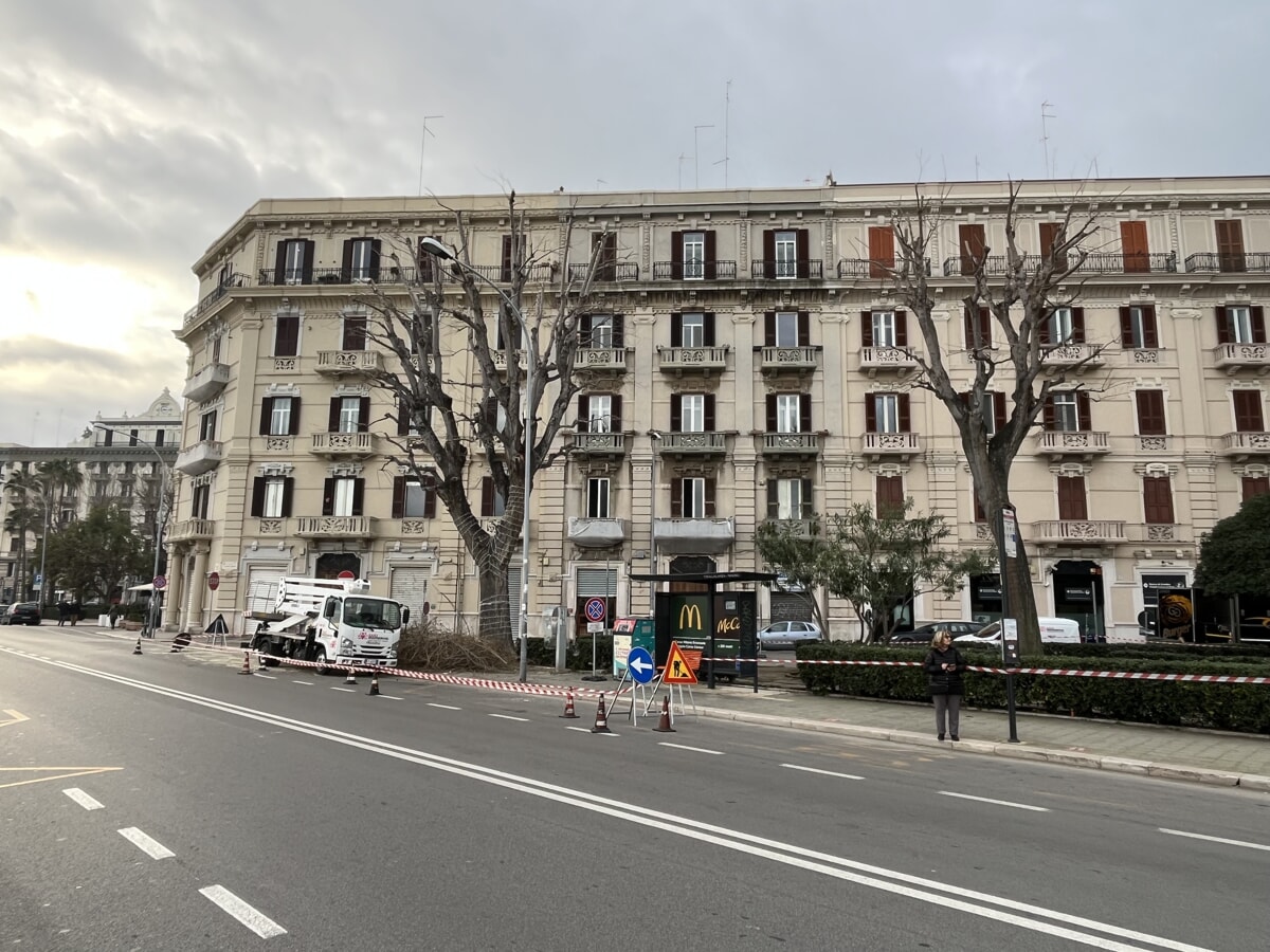 Potature del verde e manutenzione degli alberi a Bari, Leonetti: "Dal centro a Palese" - Bari