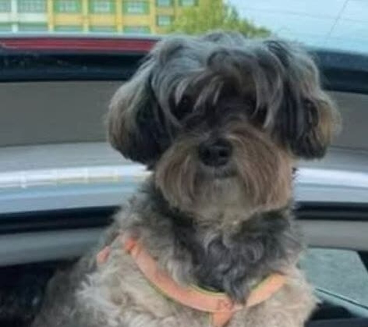 Immagine del post 3553 - Bari Crollo palazzina in via De Amicis, continuano le ricerche della cagnolina di Rosalia De Giosa - Bari