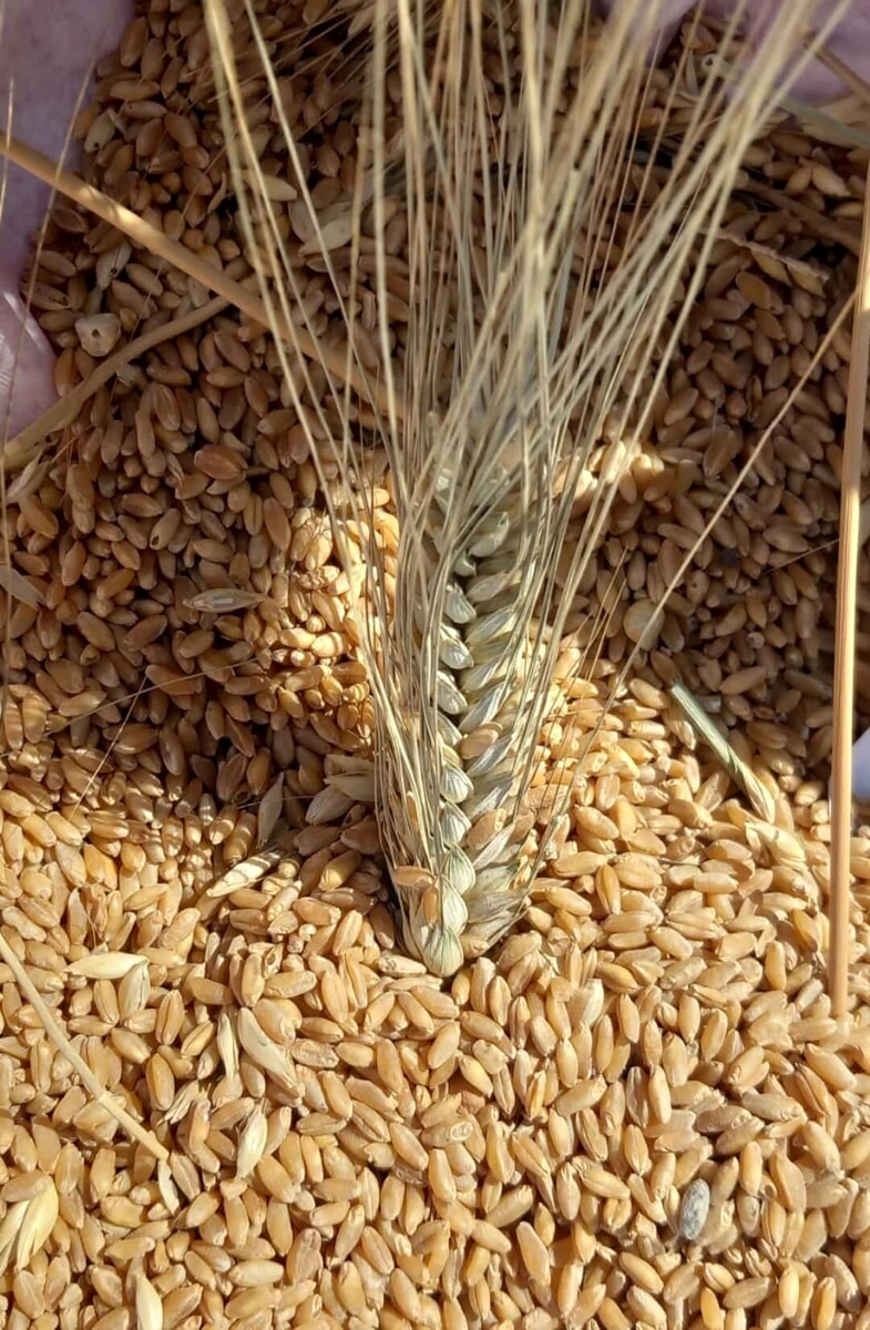 La corsa al ribasso dei prezzi del grano, Cia Puglia: "Il governo intervenga al più presto" - Bari