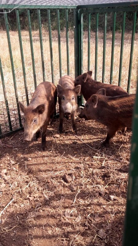 Immagine del post 1815 - Bari In Puglia via libera al piano per il contenimento dei cinghiali: "Obiettivo ridurre impatti su produzioni agricole e rischio incidenti" - Bari