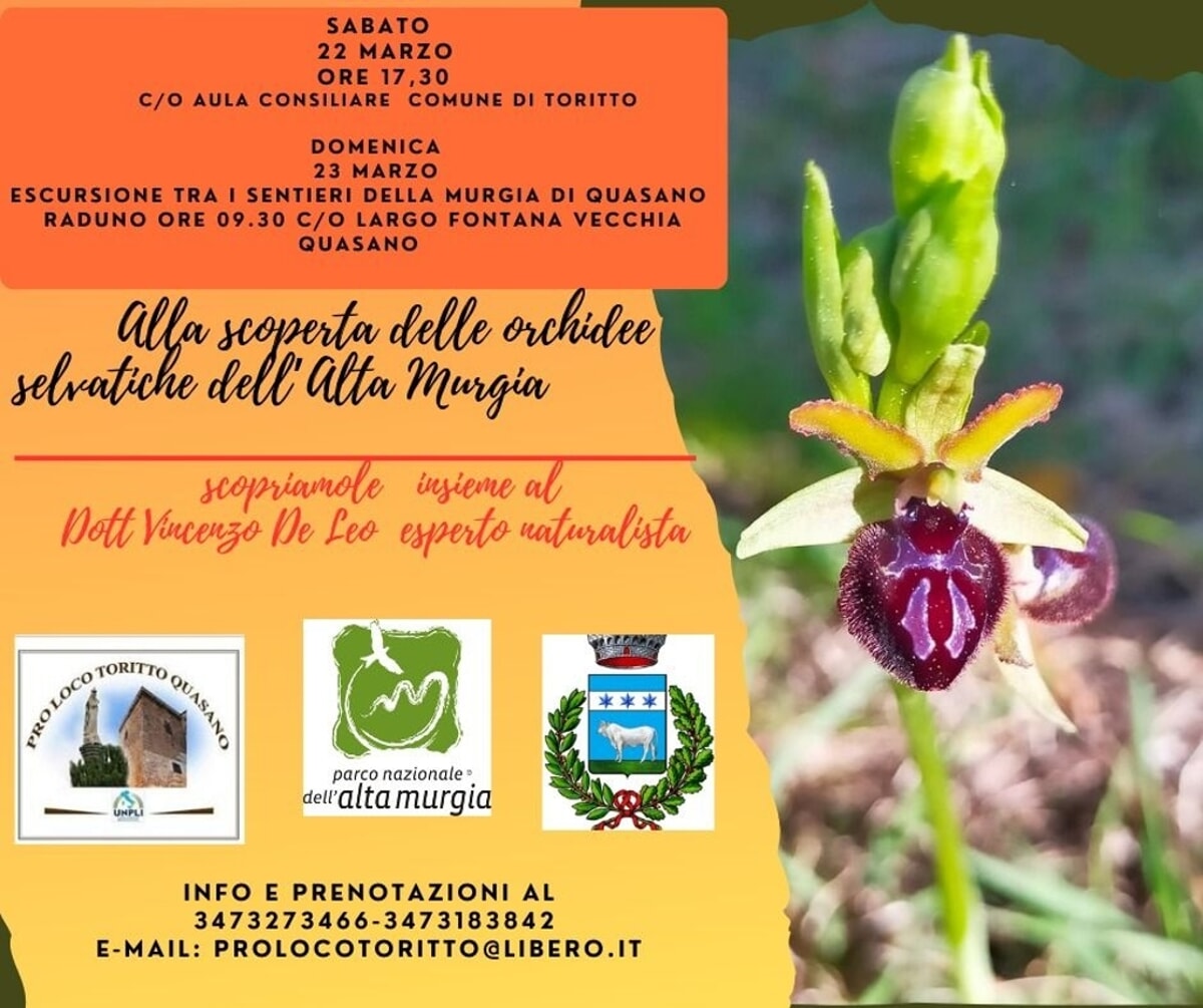 Alla scoperta delle orchidee selvatiche dell'alta murgia - Bari