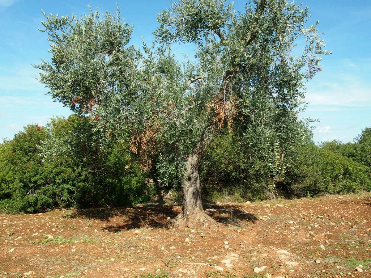 Immagine del post 1854 - Bari Emergenza Xylella, stanziati 30 milioni di euro per il rilancio dell'olivicoltura pugliese - Bari