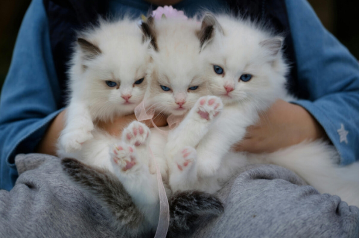 Immagine del post 5705 - Bari Gattoterapia: il potere curativo della compagnia felina - Bari