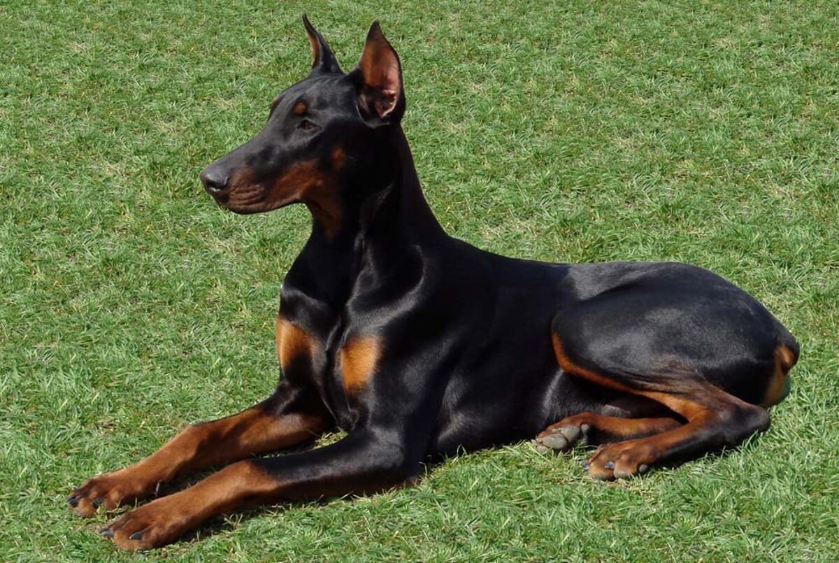 Immagine del post 3908 - Bari Il Dobermann: eleganza e fedeltà in un unico cane - Bari