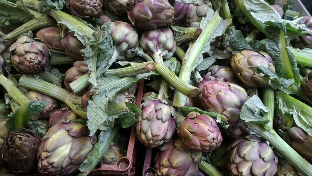 Immagine del post 5948 - Bari La scienza studia i segreti del carciofo pugliese: "Garantisce biodiversità e qualità nutrizionale" - Bari