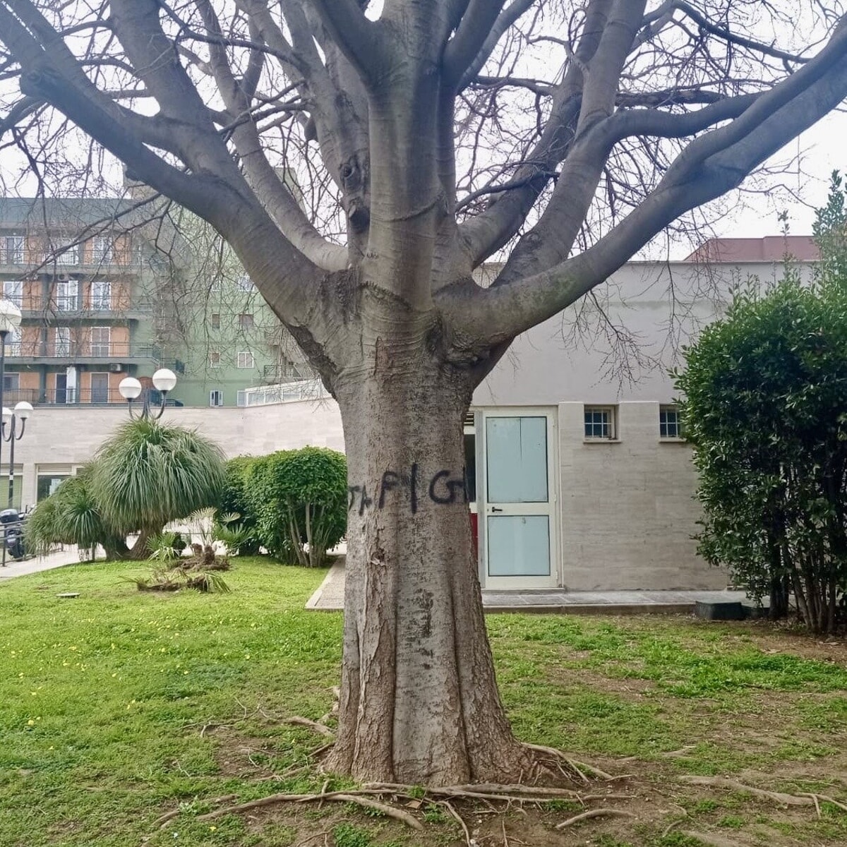 Immagine del post 4052 - Bari Vandali in azione a Japigia: scritte su muri e alberi nei giardini della bibilioteca Iurlo - Bari