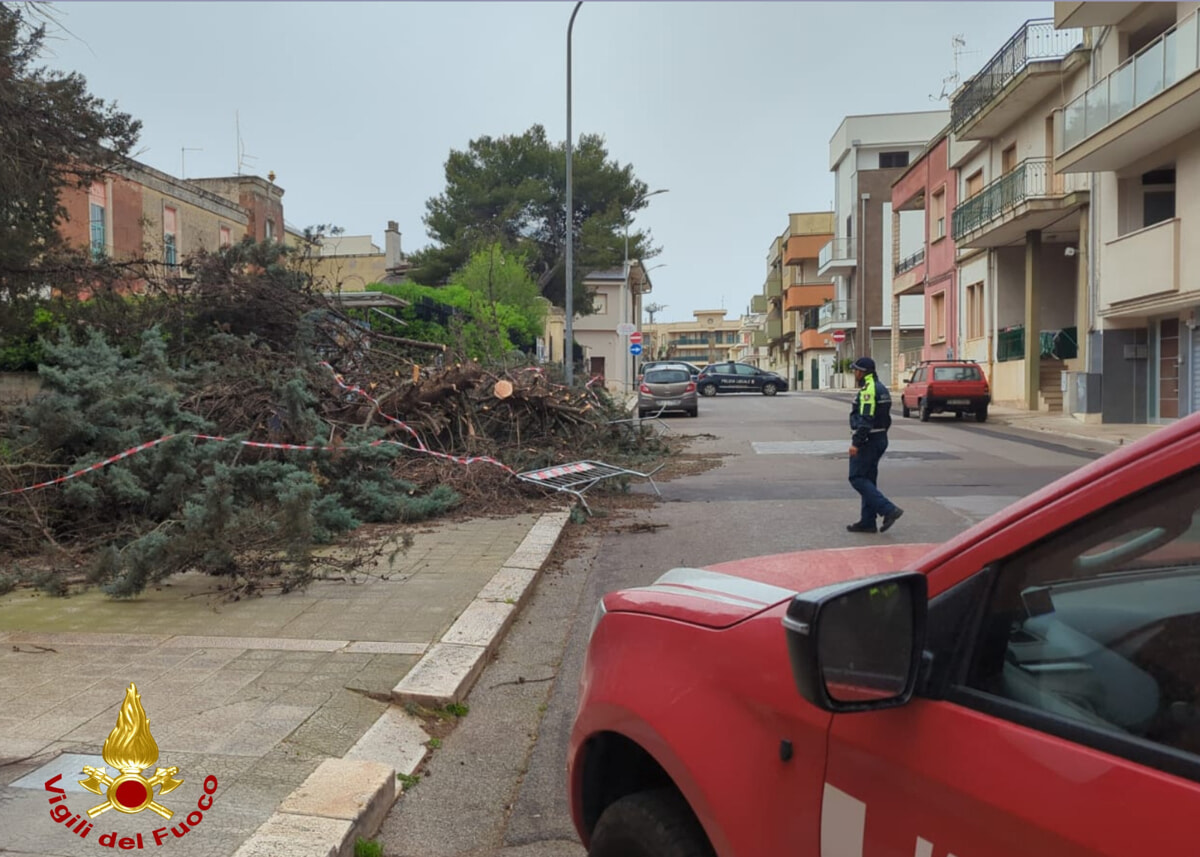 Immagine del post 6072 - Bari Grosso pino cade in piazza ad Acquaviva per il vento, intervengono i pompieri - Bari
