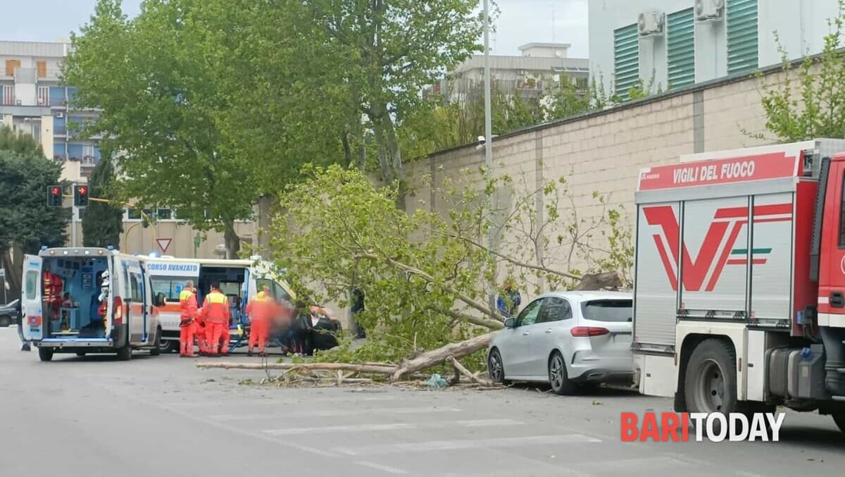 Vento forte su Bari: albero cade e colpisce auto in via Giulio Petroni, due feriti - Bari