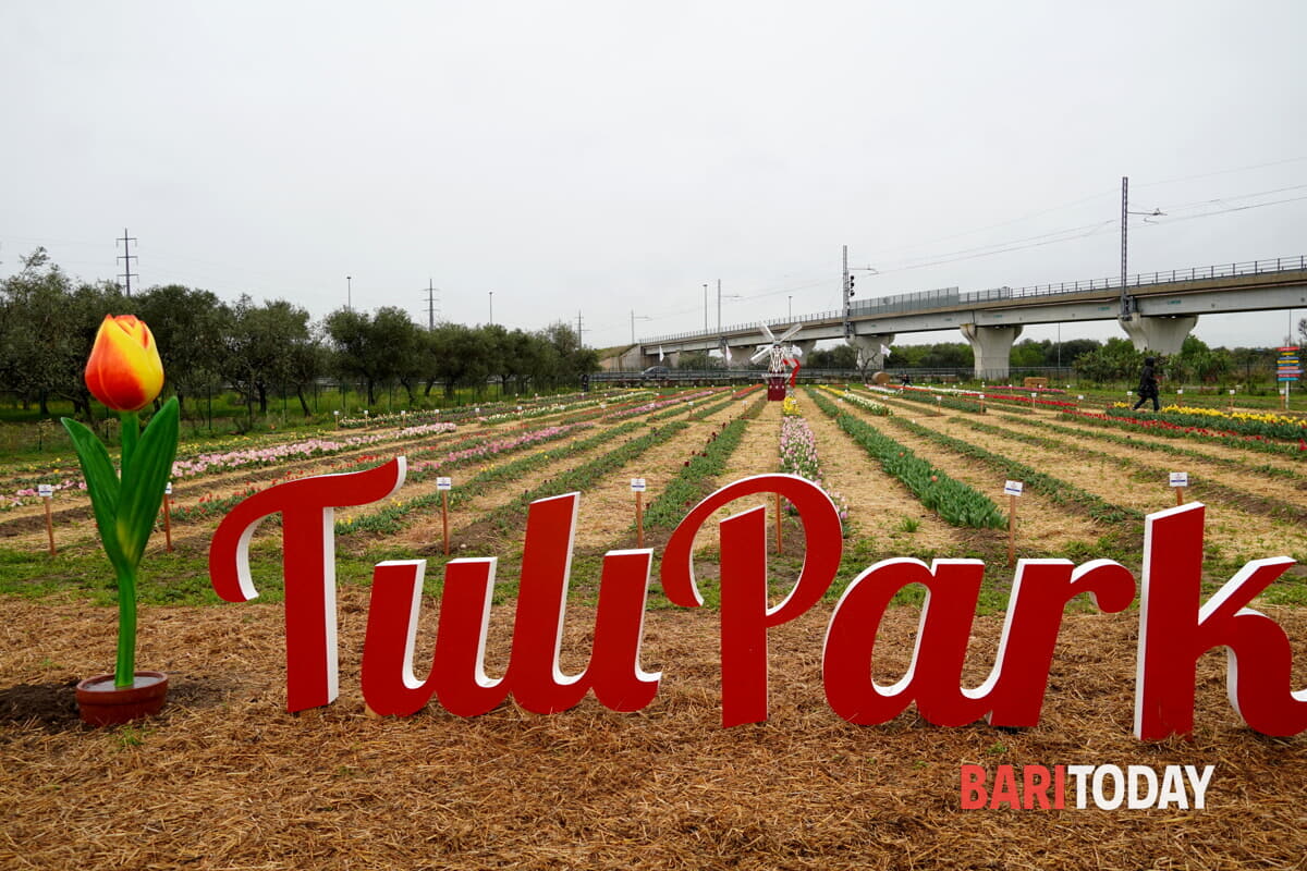 Immagine del post 2323 - Bari Torna il Tulipark di Bari, a marzo l'apertura nella zona dello stadio: "Ampliata l'area con i tulipani" - Bari