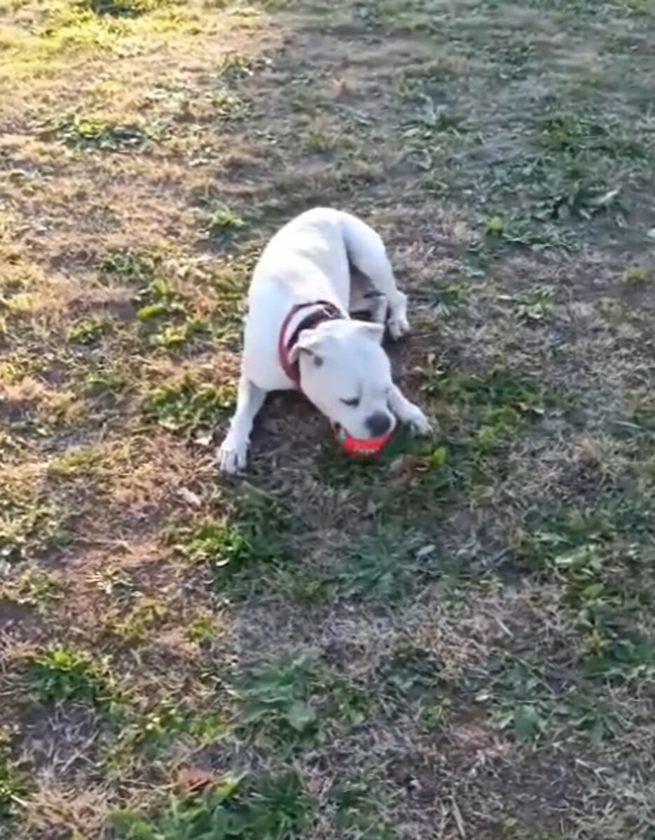 Immagine del post 4196 - Bari Una nuova famiglia per Luna, la cagnolina adottata da Aeroporti di Puglia: "Hai conquistato i nostri cuori, non ti dimenticheremo" - Bari