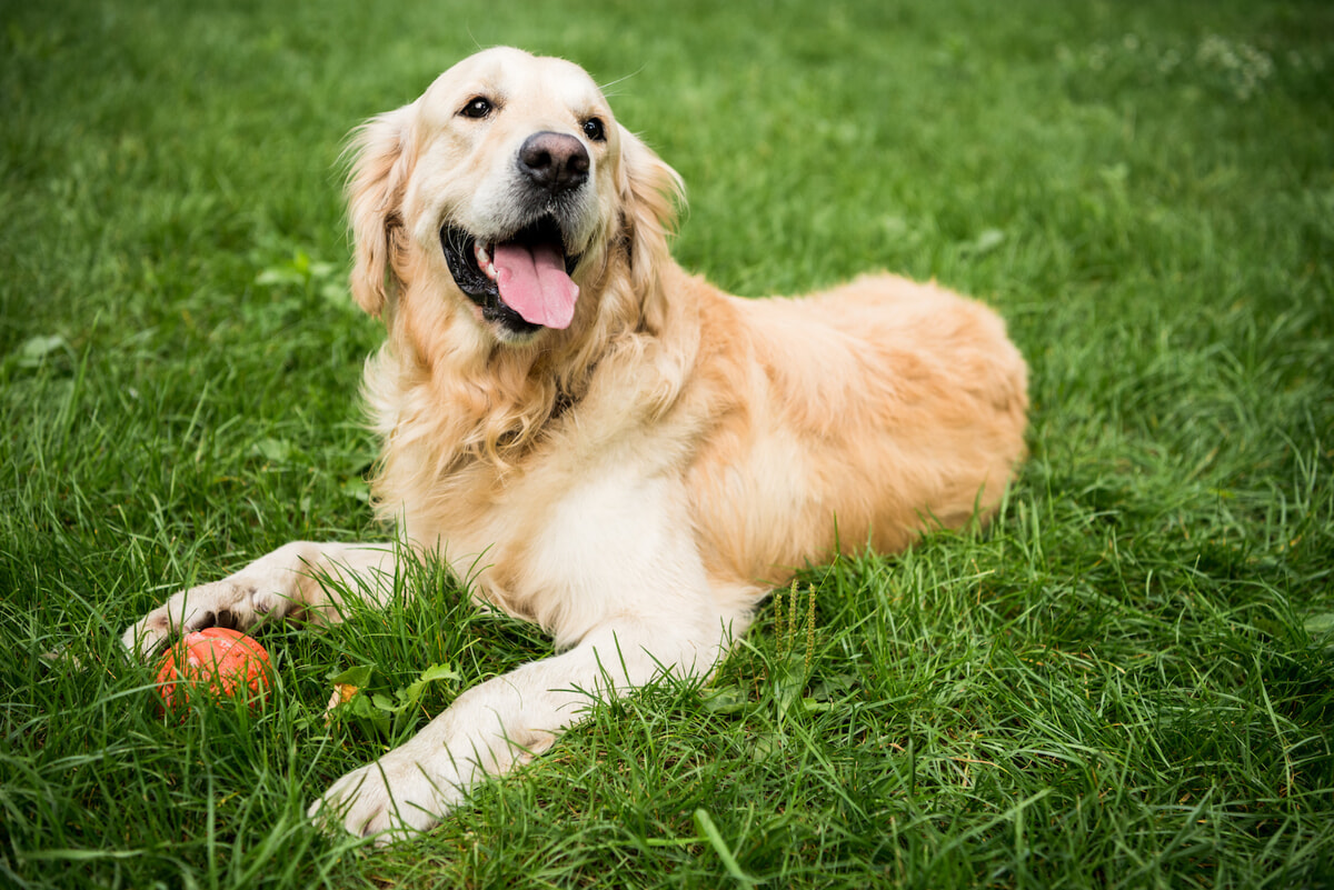 Immagine del post 6156 - Bari Il mix perfetto di dolcezza, allegria e intelligenza: tutto quello che c’è da sapere sul Golden Retriever - Bari