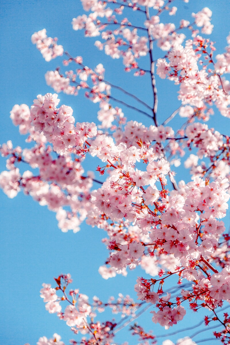 Immagine del post 4265 - Bari Equinozio di marzo, inizia la primavera: non più il giorno 21, perchè? - Bari