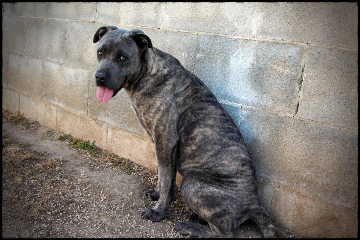 Immagine del post 2483 - Bari Cani avvelenati con la candeggina per strada: il caso a Bari - Bari