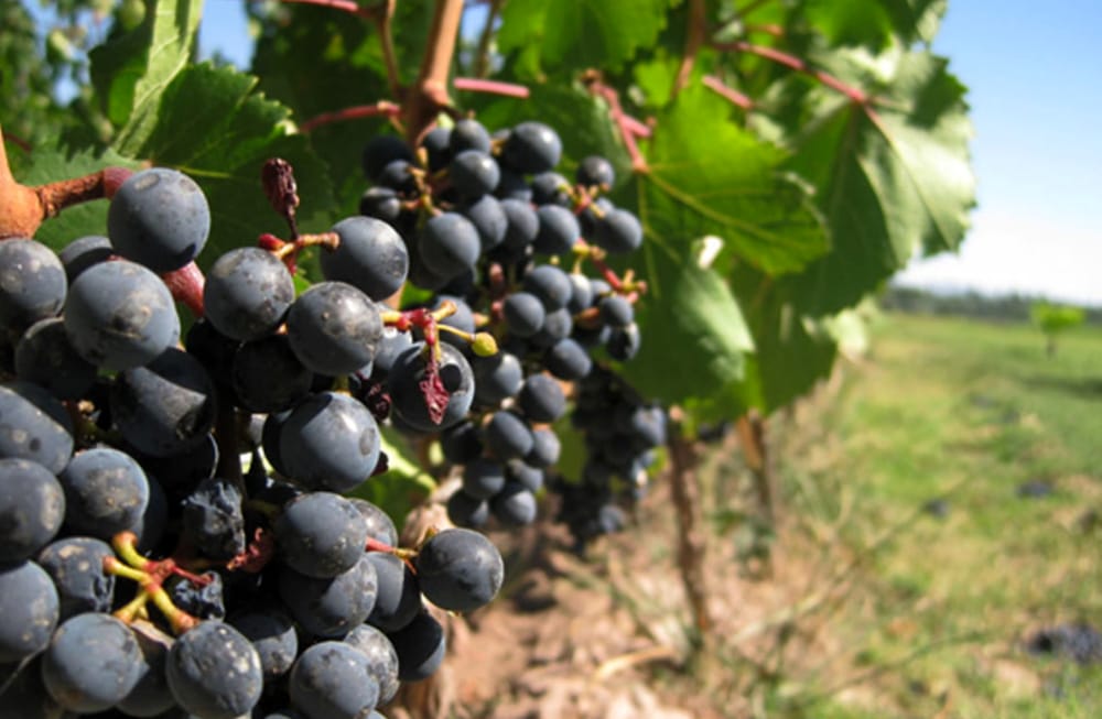 Sviluppo rurale, la Regione stanzia 24 milioni di euro: "Sostegno alle produzioni di agrumi, ciliegie e uva da tavola" - Bari