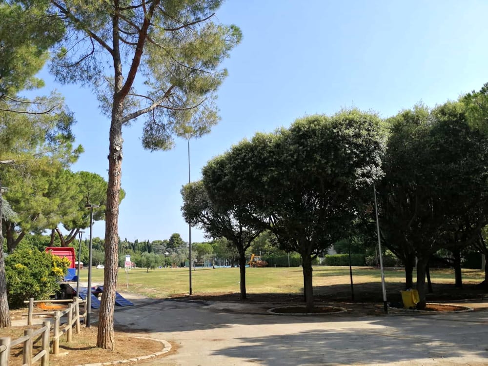 Immagine del post 2556 - Bari Bari e il verde urbano, in città quasi 30mila alberi: "Solo 9 ogni 100 abitanti" - Bari