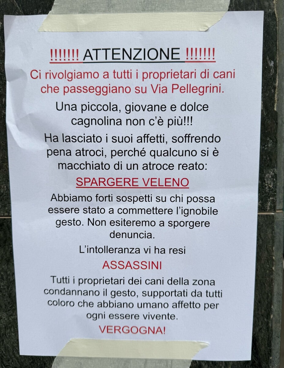 Immagine del post 2617 - Bari "Veleno sparso in strada", morta cagnolina: l'allarme da via Pellegrini a Bari - Bari