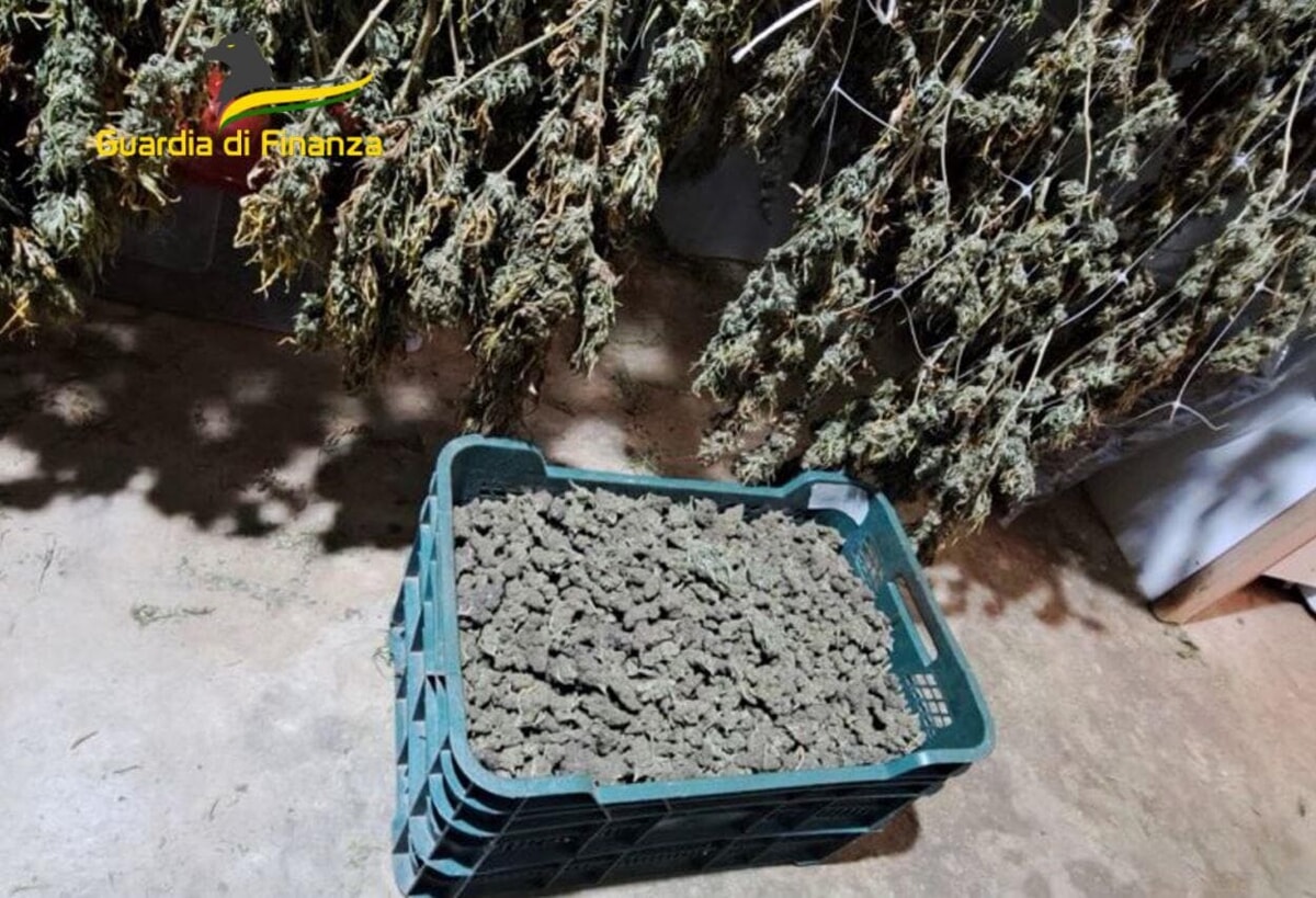Immagine del post 2586 - Bari Cannabis prodotta in modo illegale e venduta online: sequestrati 610 kg nel Barese - Bari