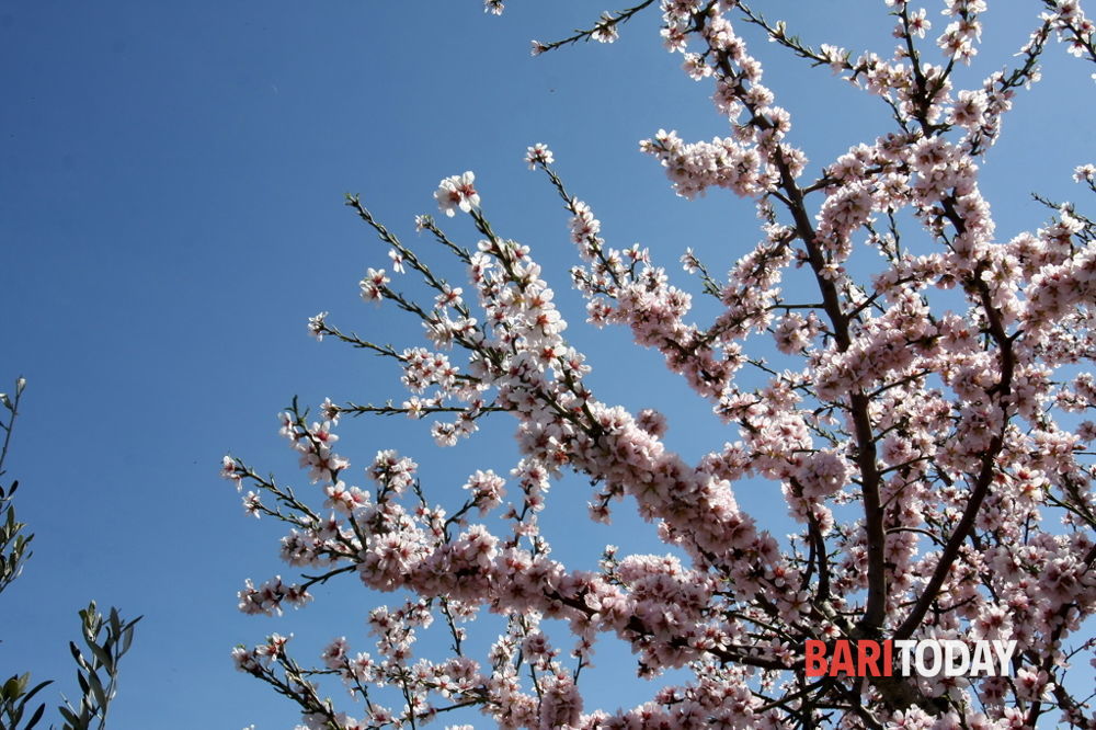 Emergenza Xylella nel Barese, al via le eradicazioni di alberi infetti a Triggiano - Bari