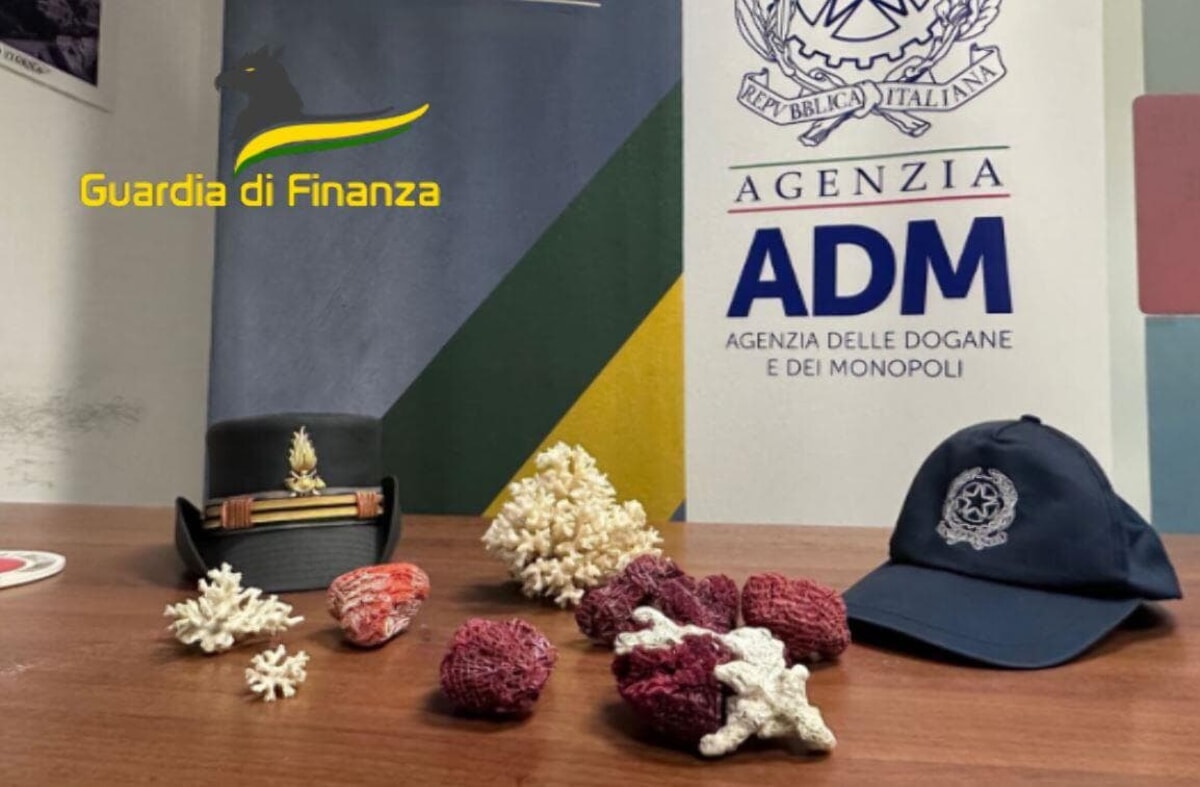 Immagine del post 4582 - Bari Otto esemplari di corallo sequestrati all'aeroporto di Bari: "Trasportati irregolarmente in Italia" - Bari