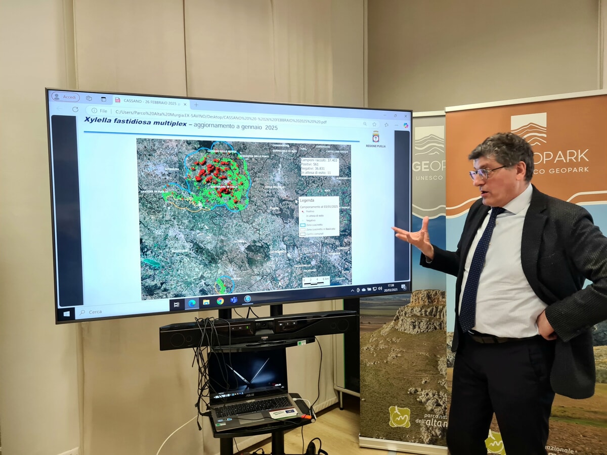 Immagine del post 4681 - Bari La Xylella colpisce i mandorli del Parco Alta Murgia: "Agire presto ma con metodi meno impattanti" - Bari
