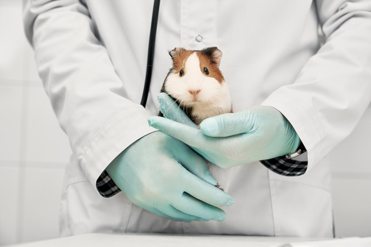 Immagine del post 2840 - Bari Il Cile vieta i test dei prodotti cosmetici sugli animali: la legge che accende la speranza - Bari