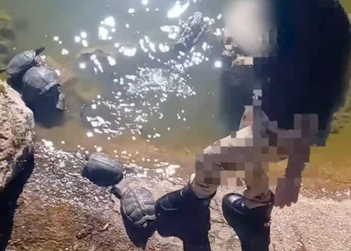 Cicche di sigaretta e calci alle tartarughe del laghetto di Parco 2 Giugno: i maltrattamenti ripresi con il cellulare - Bari