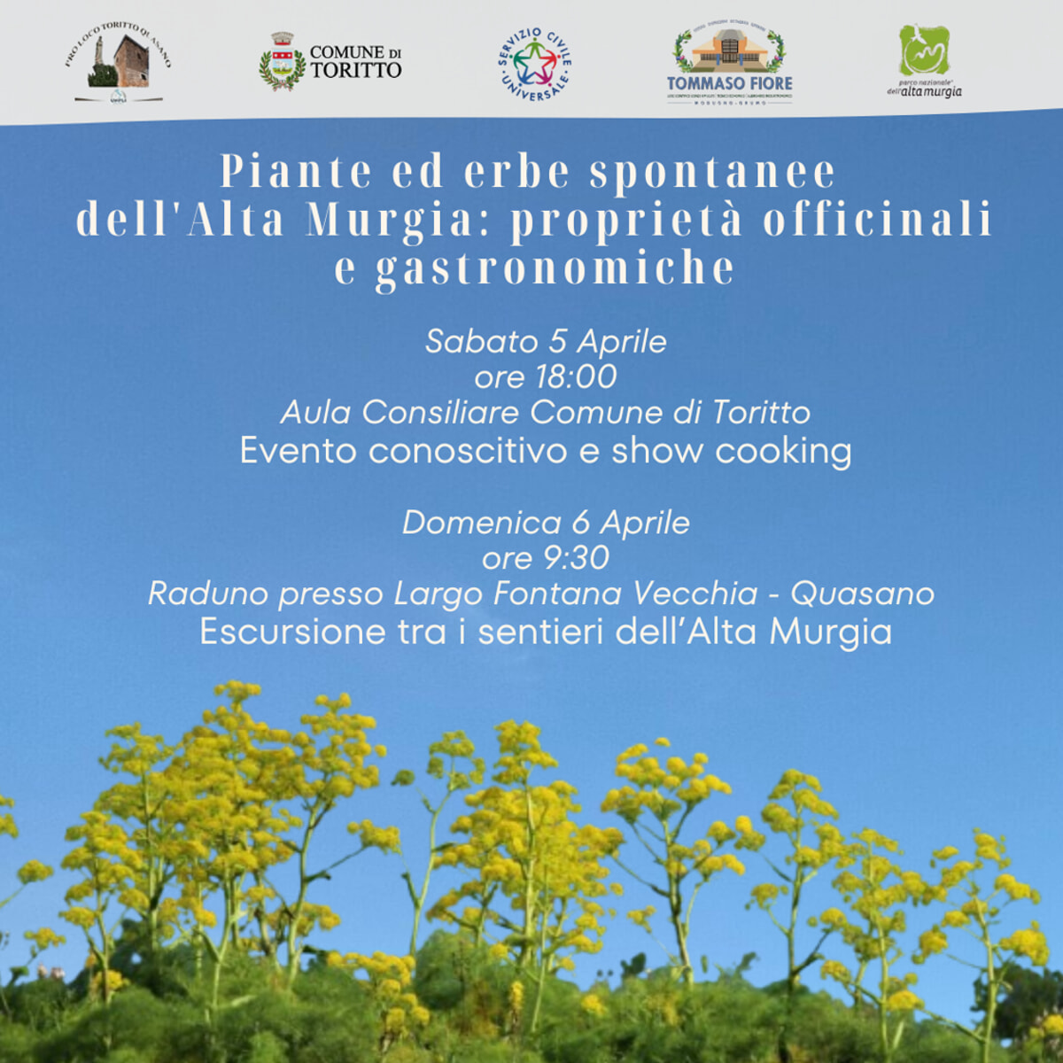 Immagine del post 4835 - Bari Piante ed erbe spontanee dell'Alta Murgia: proprietà officinali e gastronomiche - Bari