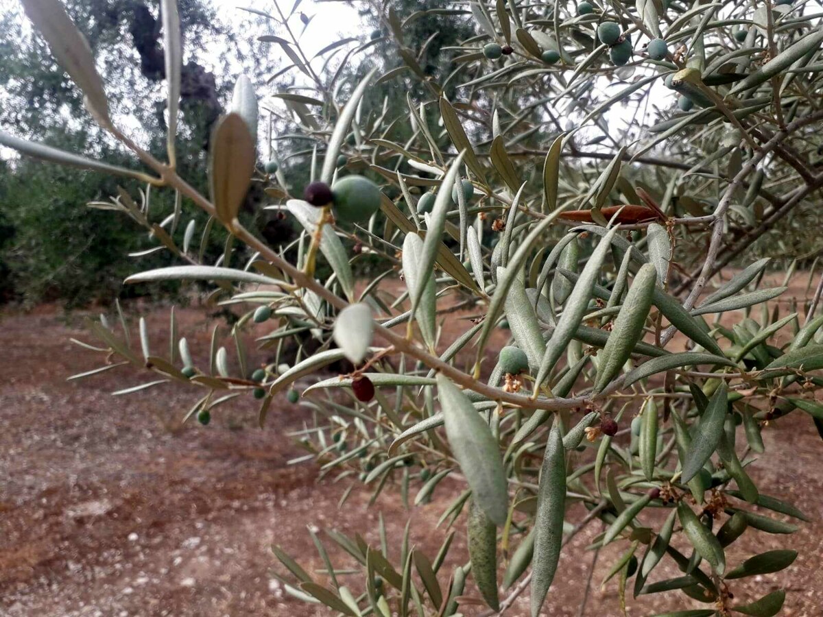 Immagine del post 1069 - Bari La crisi idrica in Puglia, Emiliano scrive al Governo: "Non c'è più tempo da perdere" - Bari