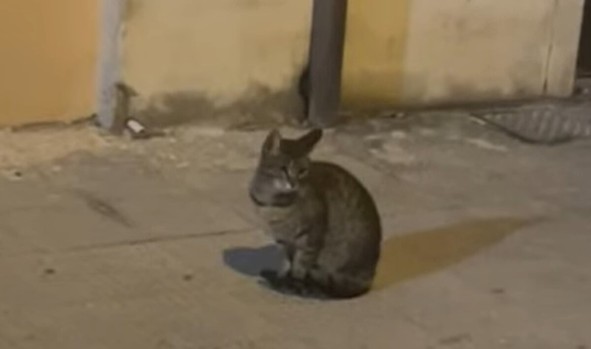 Immagine del post 4961 - Bari Palazzina crollata a Carrassi, ritrovato dopo circa un mese il gatto Patatino - Bari