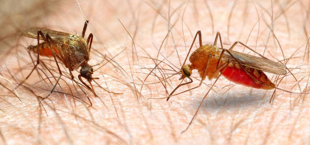 Immagine del post 10308 - Basilicata Virus West Nile, Asm: “situazione sotto controllo nel territorio materano” - Basilicata