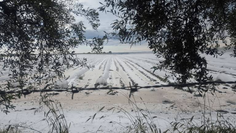 Maltempo, agricoltura lucana in piena emergenza - Basilicata