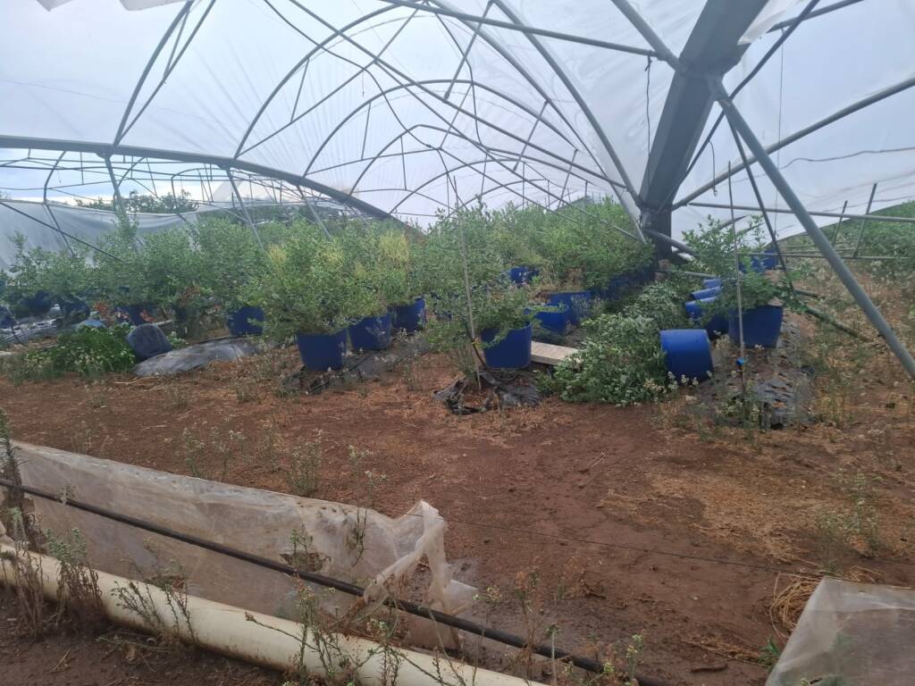 Violento nubifragio a Policoro: alberi abbattuti e danni a lidi e aziende agricole - Basilicata