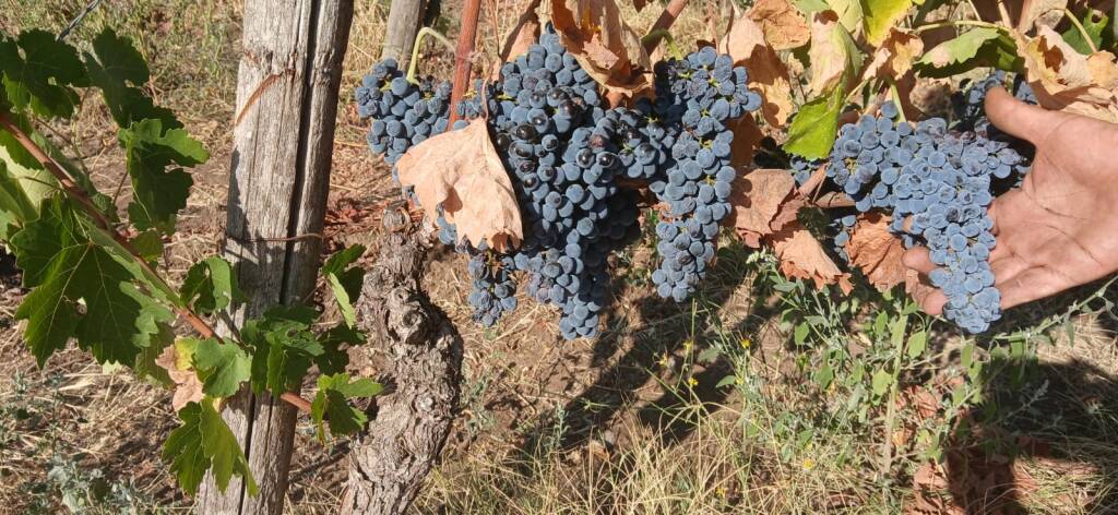 Immagine del post 24554 - Basilicata Caldo umido e siccità, uva pronta e foglie già secche - Basilicata