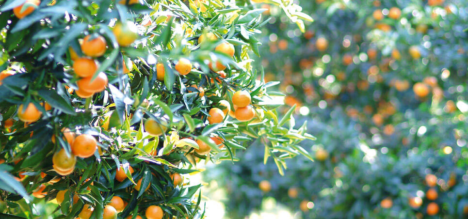 Immagine del post 16848 - Basilicata Settore ortofrutticolo in difficoltà, Cia: difendere le produzioni - Basilicata
