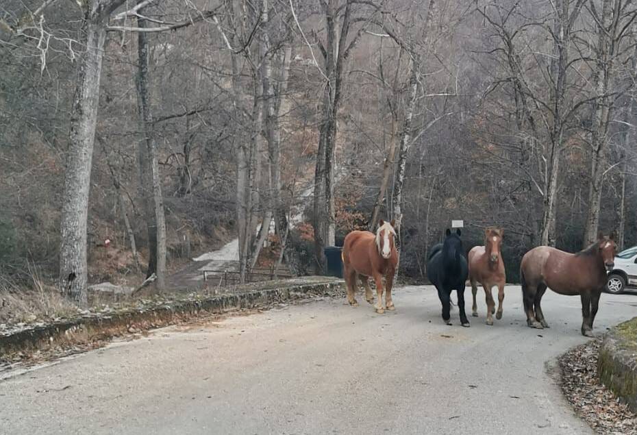 Cavalli inselvatichiti a Sasso di Castalda, il Comune chiede coordinamento istituzionale per la sicurezza - Basilicata