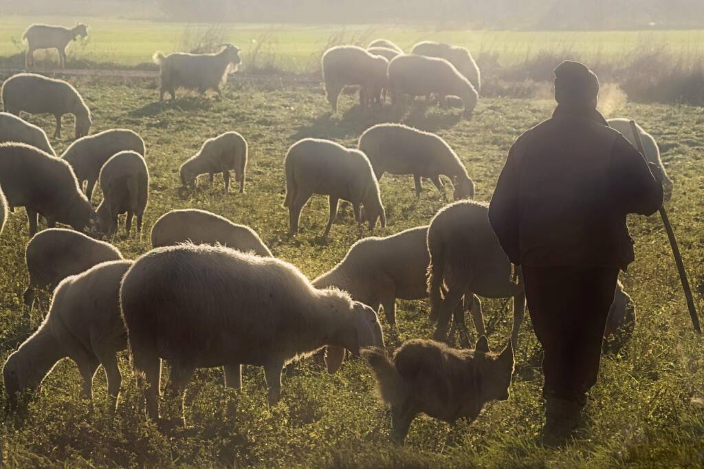 Immagine del post 6797 - Basilicata Il politico e il pastore, una storia di genialità lucana - Basilicata