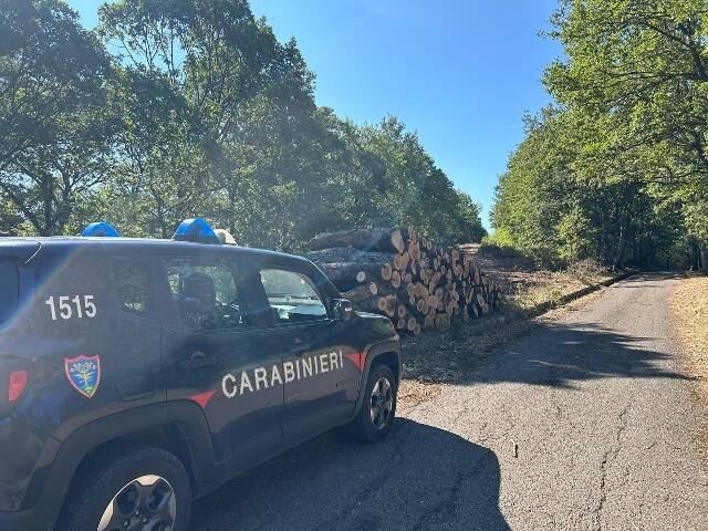 Immagine del post 8059 - Basilicata Scuderia abusiva a Policoro: intervento dei Carabinieri Forestali - Basilicata