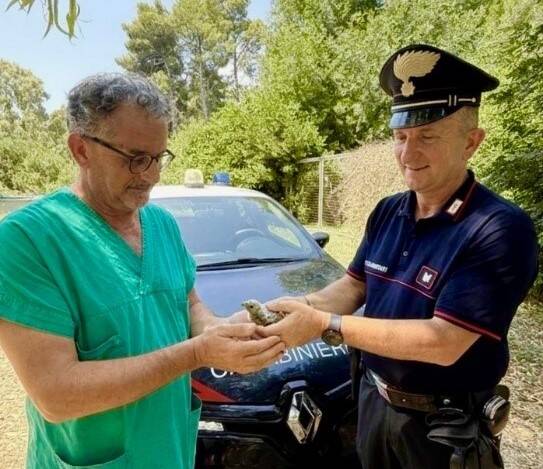 Immagine del post 22495 - Basilicata Montescaglioso, carabinieri salvano un cucciolo di falco grillaio - Basilicata