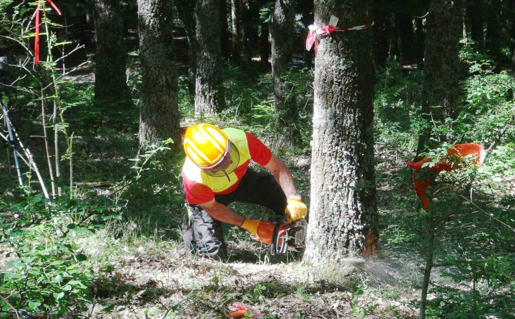 Forestazione, i sindacati sospendono la mobilitazione - Basilicata