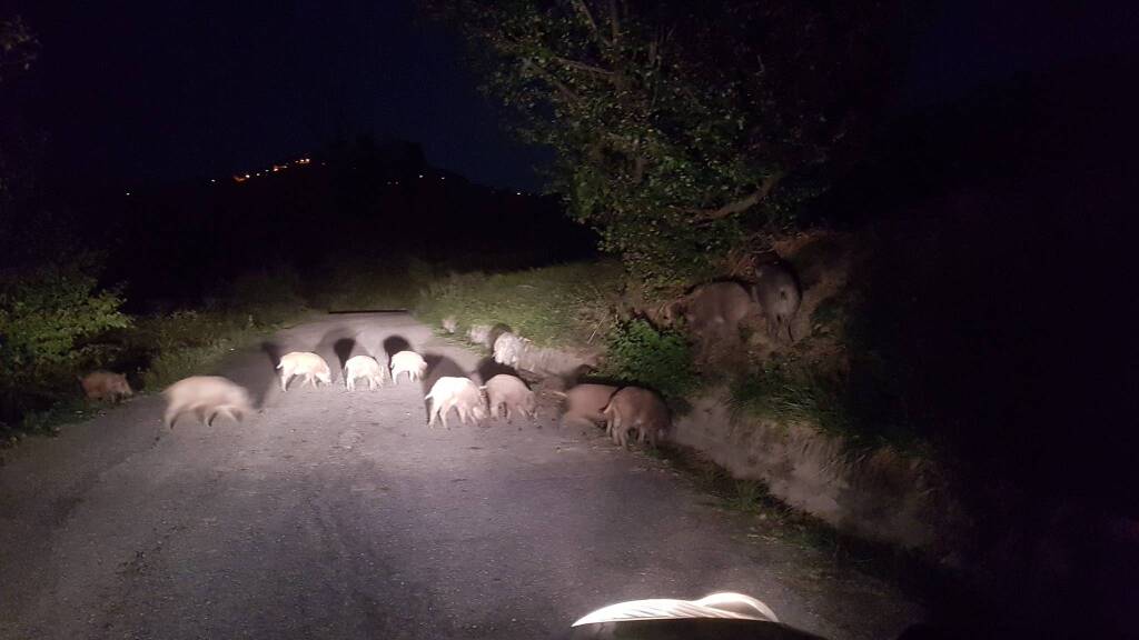 Cinghiali a spasso per Maratea, nella frazione Castrocucco - Basilicata