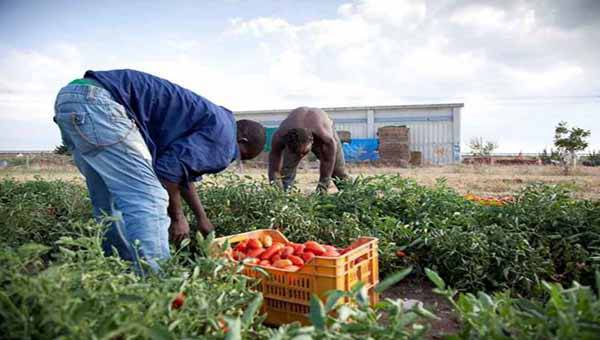 Immagine del post 13601 - Basilicata Migranti: ogni anno in Basilicata lavorano in 50 mila - Basilicata