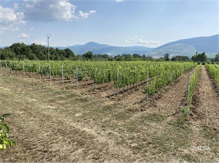 Basilicata, il futuro del vino è nel DNA - Basilicata