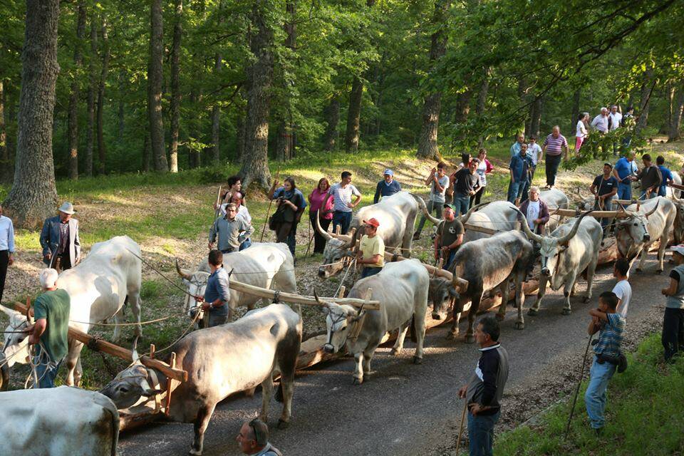 Accettura, alla festa del Maggio buoi scatenati sulla folla, alcuni feriti tra cui un codice rosso - Basilicata