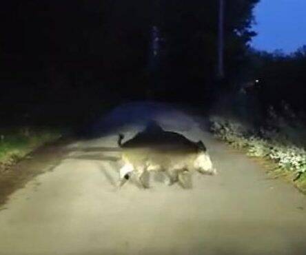 Immagine del post 12548 - Basilicata Incidente causato da cinghiale, la vittima ora chiede giustizia - Basilicata