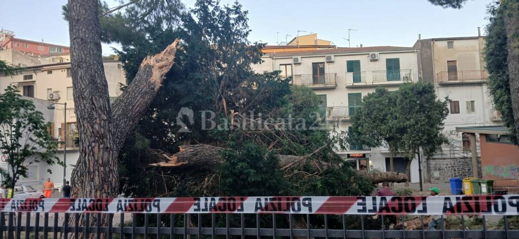 Immagine del post 22700 - Basilicata Rionero, cede un albero e ferisce donna seduta in villa comunale - Basilicata