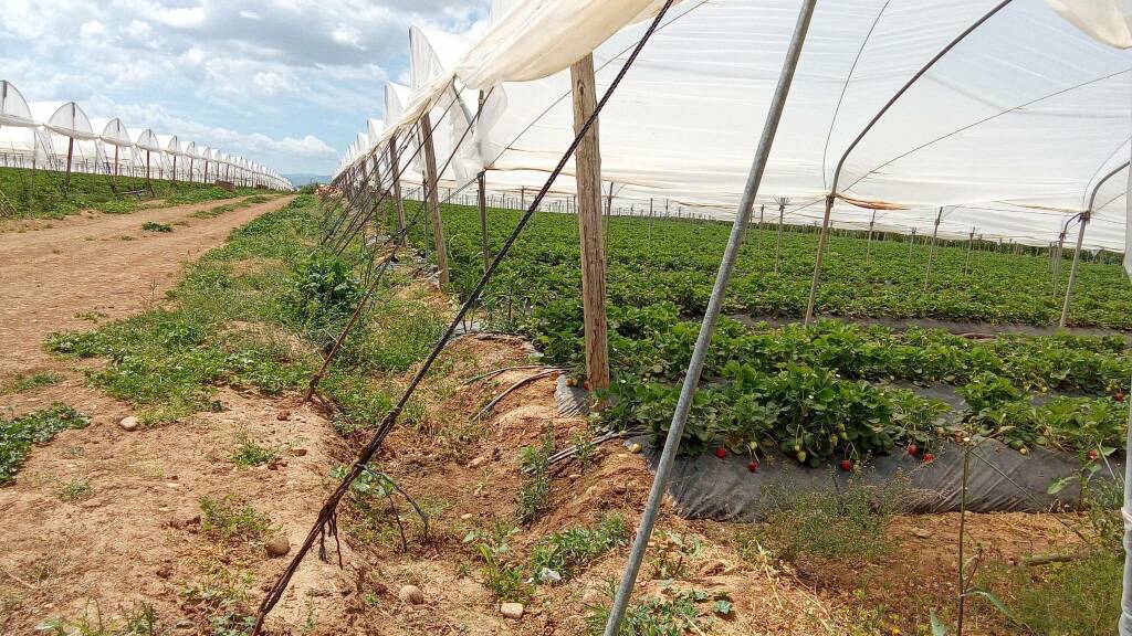 Immagine del post 25934 - Basilicata L’agricoltura lucana non può aspettare i tempi della politica - Basilicata