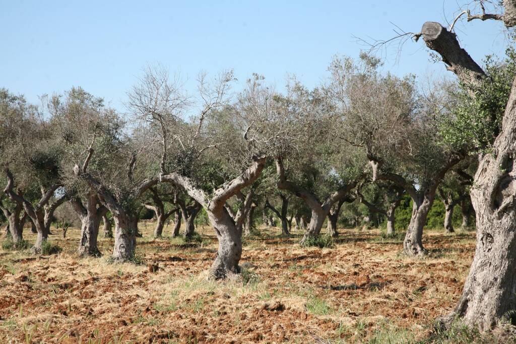 Immagine del post 7127 - Basilicata Xylella, allarmati agricoltori e olivicoltori materani - Basilicata