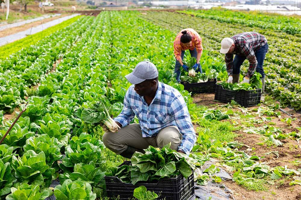 Immagine del post 2000 - Basilicata Agricoltura, Cia Potenza-Matera: “un fallimento il click day” - Basilicata