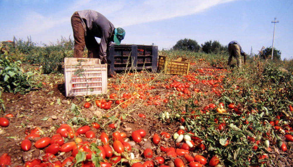 Immagine del post 5823 - Basilicata Il Forum Terzo Settore Basilicata audito in IV Commissione Consiliare - Basilicata