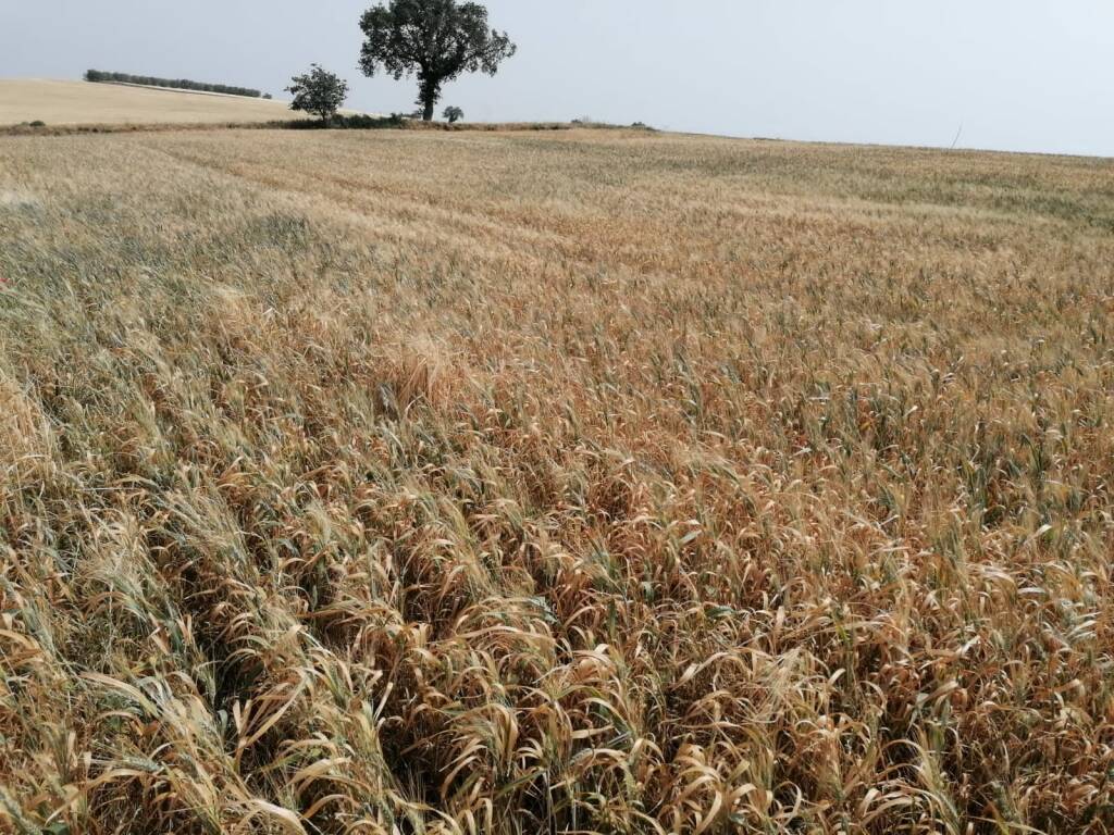 Immagine del post 9653 - Basilicata Crisi Idrica in Basilicata: Un grido di allarme inascoltato per l’Agricoltura - Basilicata